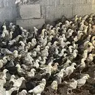 صوص بلدي العمر شهر نظيف ع الشرط ماخذ جميع التحصينات
