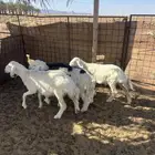 بهم حري بهم نجدي طيب