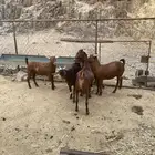 يوجد تيوس جذعان