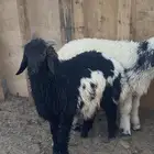 للبيع خروب طيب