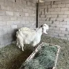 معزا