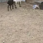 طليان طيبه للبيع