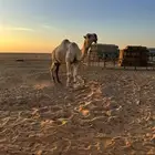 بعير علياني مشروط للبيع