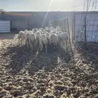 رخال ارفيدي