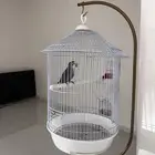 للبيع ببغاء الروز