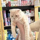 قط سكوت فولد ذكر لتبني