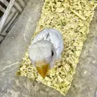 فرخ روز البينو