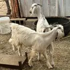2تيوس على السوم جمله
