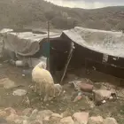 شاة خلفه