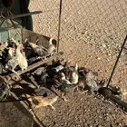دجاج بلدي عمر خمس اشهور يوجد  تفريد