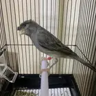 كناري تغريد