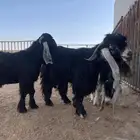 فحل عارضي ثني صنف