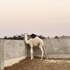 حوار مشروع فحل