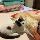قط للتبني