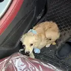 كلب تشيواوا