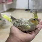 للبيع 3 فروخ كروان غر ماشاء الله تبارك الله ( تم البيع )