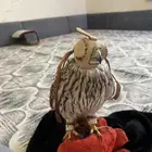 البيع الشبوط