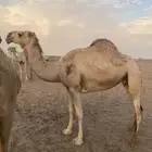 للبيع ضروبة حمرا كفو