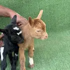 ماعز قزم جوز