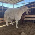 فحل حري