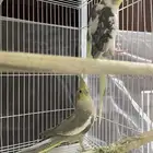 جوز كروان
