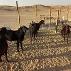 معزاء سوريات