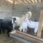 سوق المواشي الحساء