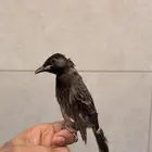 بلبل كشميري