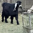 تيس عارضي فحل كفو