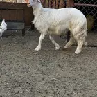 تم البيع تم البيع تم البيع مشروع فحل اصفر ابرص