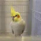 كروان لاتينو للبيع