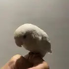 أنثى روز