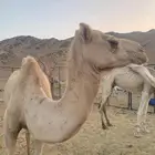 لقحه 6 فوق النصوف