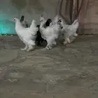 تصفيه برهما كولومبي