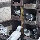 حمام بكستاني