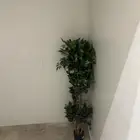 للبيع شجر زينه