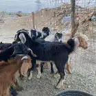 تيوس عارضي ذبايح للبيع مقفله شحم