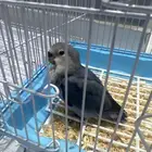 فرخ روز اليف