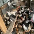 دجاج بلدي شرط الصحه والإنتاج