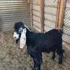 تيس عارضي مشروع فحل