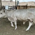 ثور الماني بيور   هولندي
