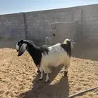 معزا كلها دفيع وعلى الشرط