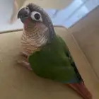 كنيور يلو سايد