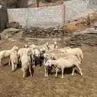 ضان دفيع
