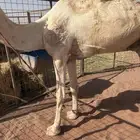 جمل ركبي