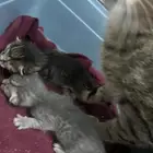 قطط للتبني ( سكاكا )