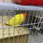 روز تحتم بيض نص تربيه