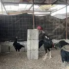 صوص بكستاني