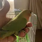 روز