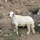 طلي ذبيحه على حليب امه والمرعا والشعير. 6 اشهر العمر